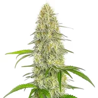 Gorilla Glue #4 Fast Version CBD