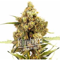 Gorilla Glue x Grapefruit Regular