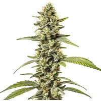 Great White Shark Regular