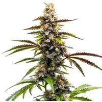 Zkittlez x Tangie Power