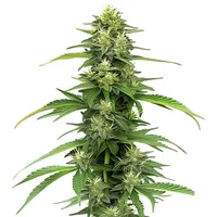 Blueberry CBD (1:16)