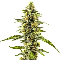 CBD Diesel x Gorilla (1:1)