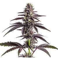 CBD Grape Pie (1:15)