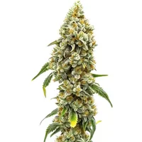 Harlequin CBD (1:18)