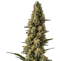 CBD Strawberry (1:15)