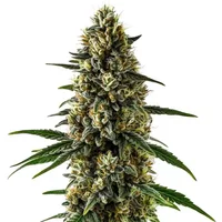 CBD Super Kush (1:15)