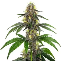 CBD White Widow (1:1)