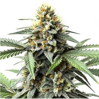 Do-Si-Dos Autoflower