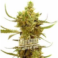 Strawberry Banana Kush Regular