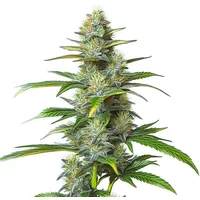 Moby Dick Autoflower