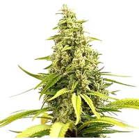 Critical Cream Caramel Auto