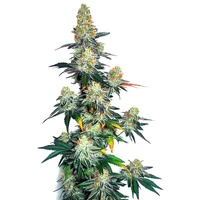 Jack Herer x Gorilla Glue Autoflower