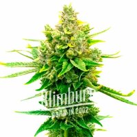 Sour Diesel x OG Kush