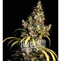 Uzbekistan x Do-Si-Dos