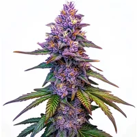 Purple Lemonade Autoflower
