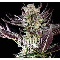 Purple Punch x Do-Si-Dos