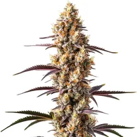 Rainbow Kush - Seeds Pack: 1-seed