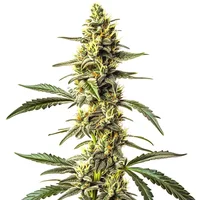 CBD Harlequin (1:25)