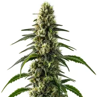 CBD Strawberry (1:25)