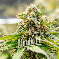 Gorilla Glue #4 x Zkittlez