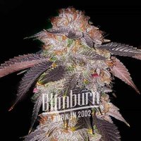 Chocolate Mint Regular