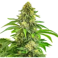 Bruce Banner x Tropi BCN Regular