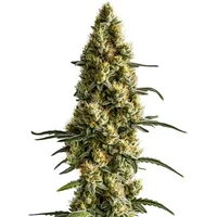 Tropi BCN x Pineapple Sherbet Regular