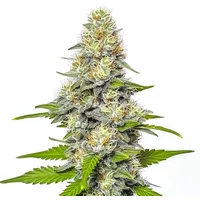 Gorilla x White Widow