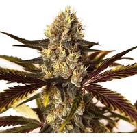 Wedding Cake x Do-Si-Dos