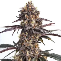 Moonshine Cookies Auto