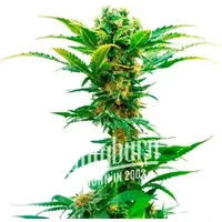 Jack Herer x White Widow Auto