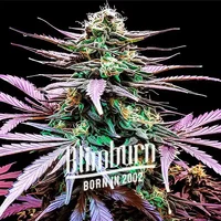 Granddady Gorilla Autoflower