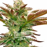 Grape Fruit Fast Version