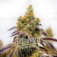 Whiskey Zulu Autoflower