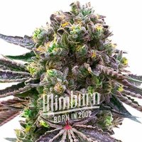 Red Strawberry Banana Auto