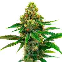 Honey Banana Cannabis Extraction