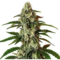 Rainbow Driver Auto - Seeds Pack: 1-seed