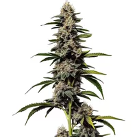 Alien Cookies x Kush Mints - Seeds Pack: 6-samen