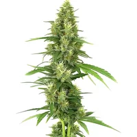 Big Bud - Seeds Pack: 3-samen