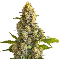 Bruce Banner Auto - Seeds Pack: 3-samen
