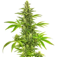Bruce Banner Fast Version - Seeds Pack: 6-samen