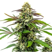 Bubble Gum Sherb - Seeds Pack: 6-samen