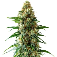 Bubblegum Auto - Seeds Pack: 9-samen