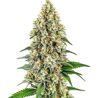 Cinderella 99 - Seeds Pack: 3-samen