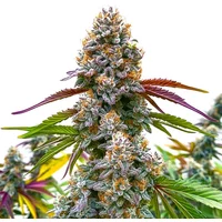 Critical Daddy Purple - Seeds Pack: 1-samen