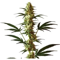 Do-Si-Dos Regular - Seeds Pack: 3-samen