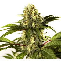 Do-si-Dos F1 - Seeds Pack: 6-samen