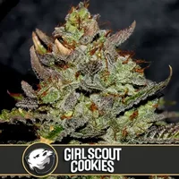 Girl Scout Cookies - Seeds Pack: 3-samen