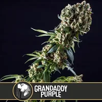 Granddaddy Purple - Seeds Pack: 1-samen