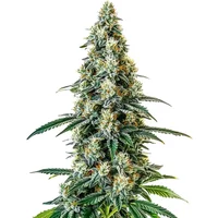 Girl Scout Cookies Regular - Seeds Pack: 3-samen